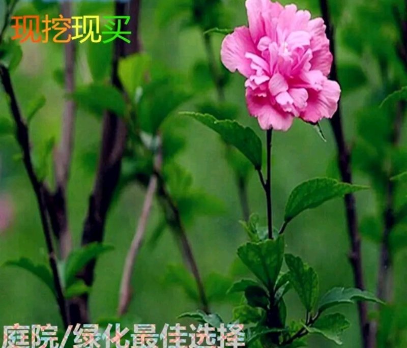 木瑾苗《速生生长速度快》成活率高大小规格花色齐全