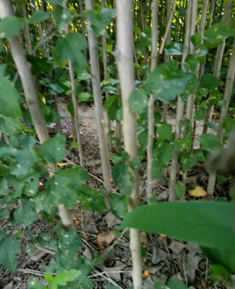木瑾苗《速生生长速度快》成活率高大小规格花色齐全