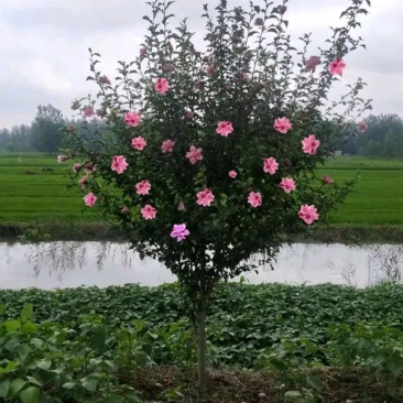 木瑾苗《速生生长速度快》成活率高大小规格花色齐全