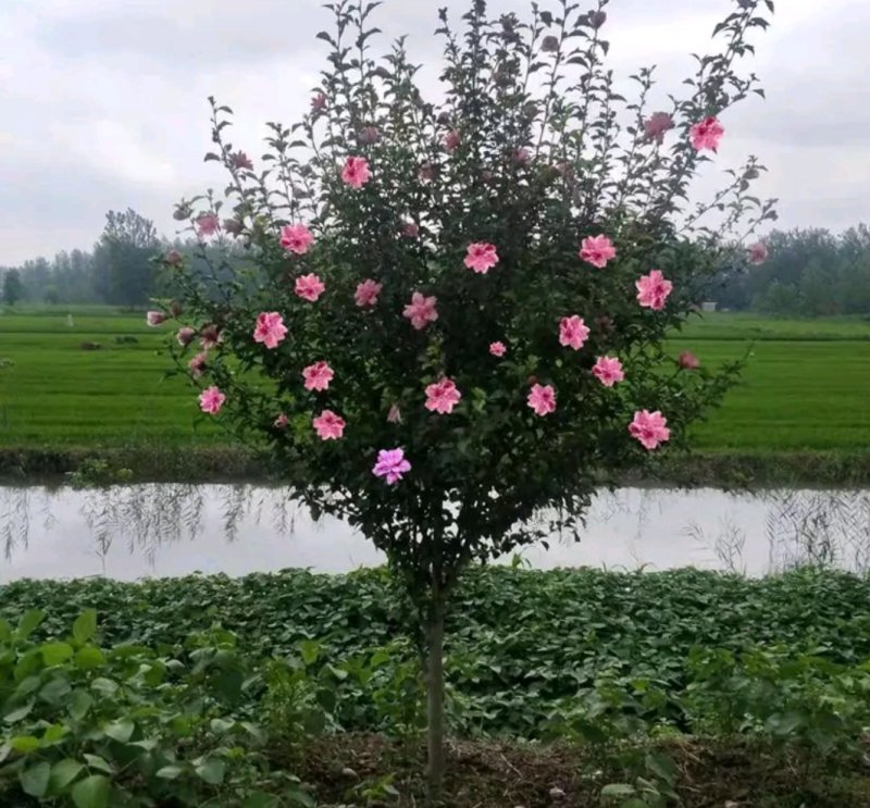 木瑾苗《速生生长速度快》成活率高大小规格花色齐全