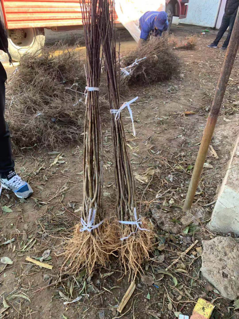 纯正国峰7号李子苗产地直发