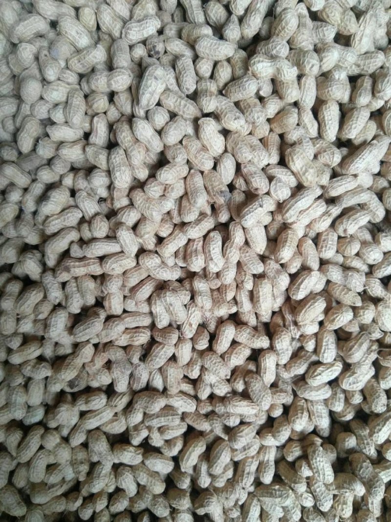 白皮花生果，颗粒饱满均匀