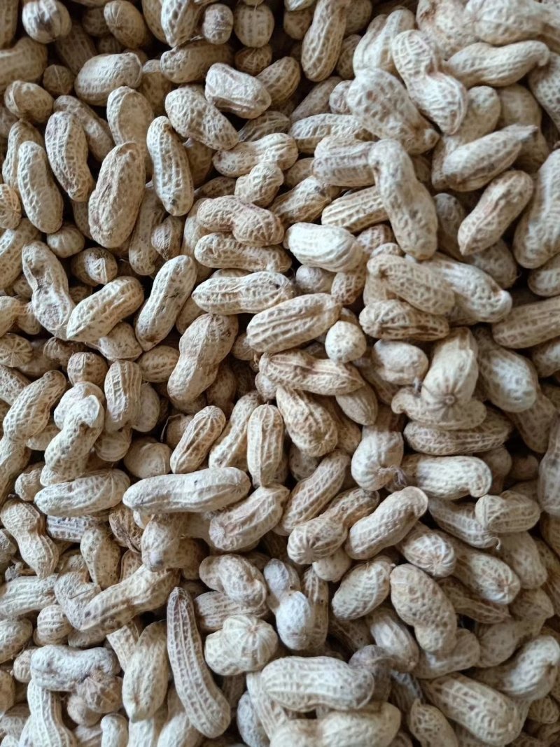 白皮花生果，颗粒饱满均匀
