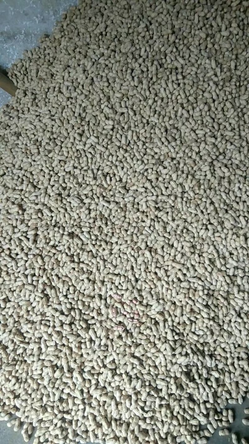 白皮花生果，颗粒饱满均匀
