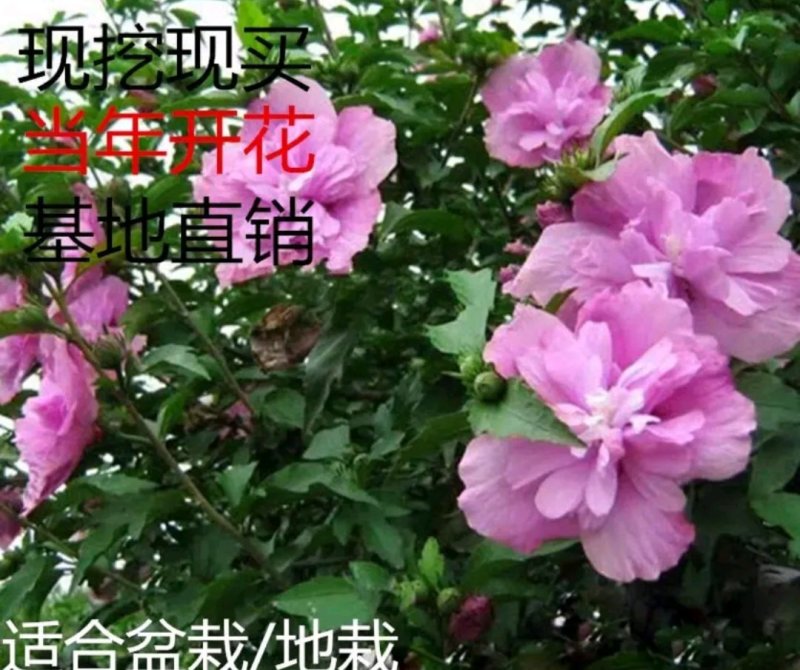 木瑾工程用苗行道树成活高价格实惠《速生长速度快》