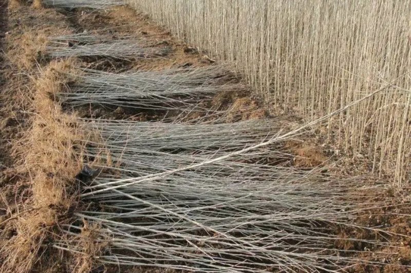 木瑾工程用苗行道树成活高价格实惠《速生长速度快》