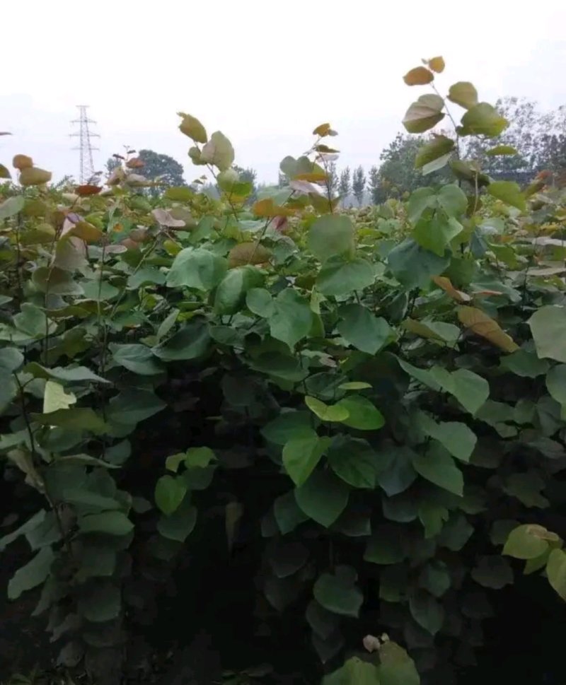 紫荆苗《速生生长开花速度快》紫荆树苗成活率高