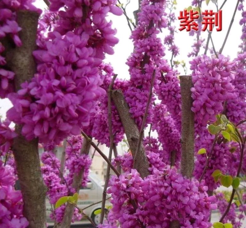 紫荆苗《速生生长开花速度快》紫荆树苗成活率高