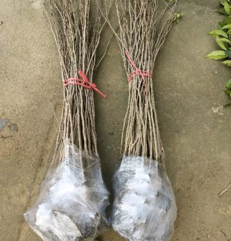 紫荆苗《速生生长开花速度快》紫荆树苗成活率高