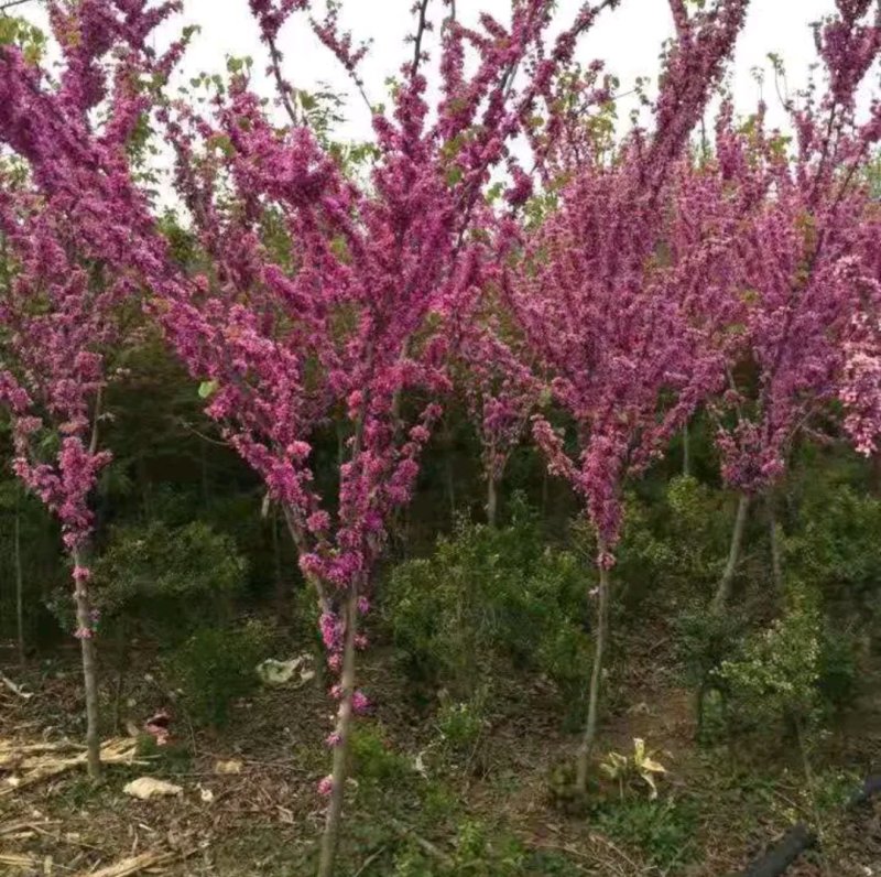 紫荆苗《速生生长开花速度快》紫荆树苗成活率高