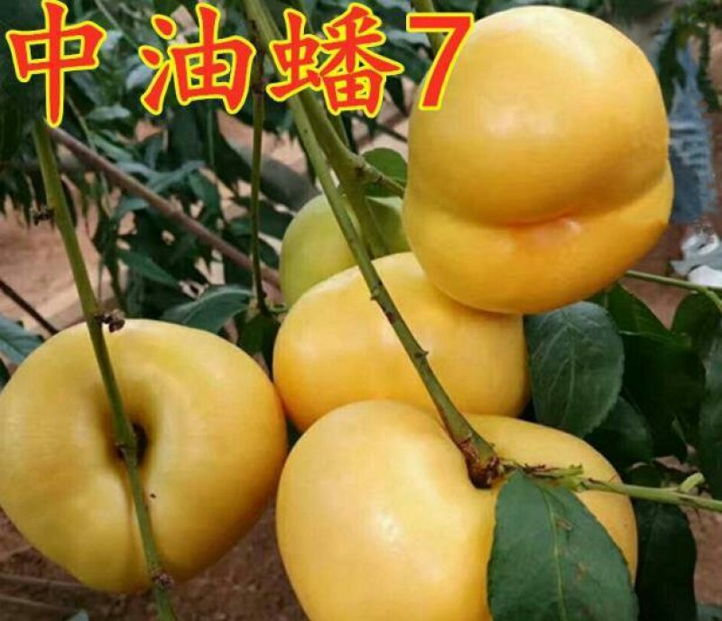 【品种纯度】中油蟠7号桃树苗中油蟠7~7桃树苗中油蟠9号