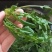 速冻荠菜碎，饺子包子连锁店食品厂用，长期合作