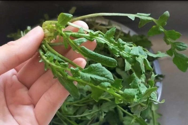 速冻荠菜碎，饺子包子连锁店食品厂用，长期合作