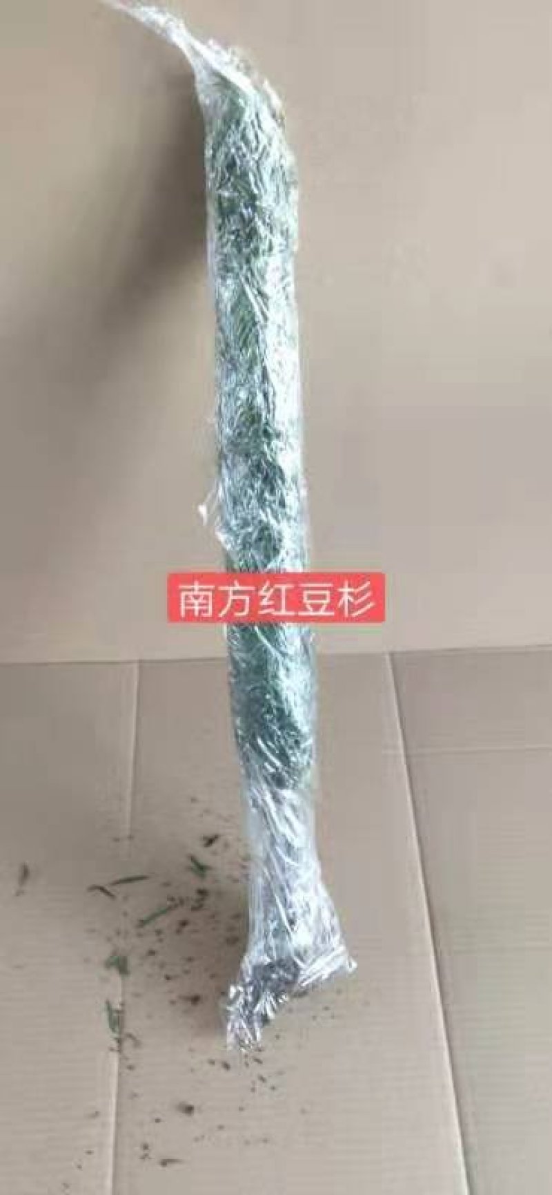 红豆杉裸根高20-40公分包邮3元一颗