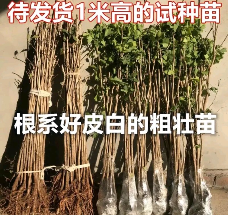 新品种结果金叶银杏树《速生生长结果快》成活率高