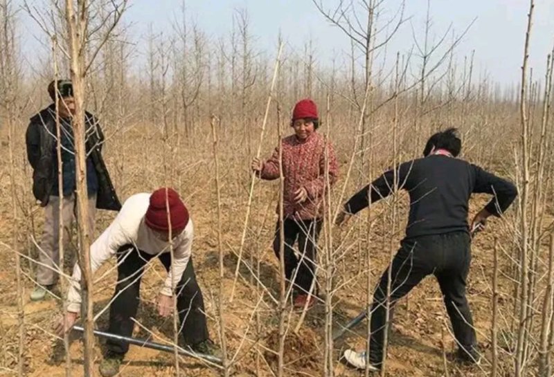 新品种结果金叶银杏树《速生生长结果快》成活率高