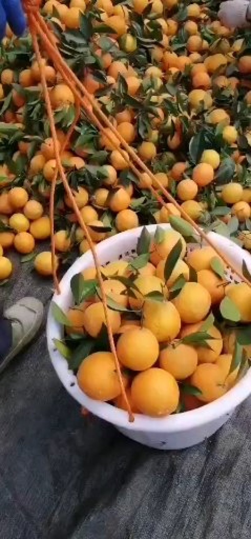 赣南脐橙果园看货采摘，欢迎咨询订购