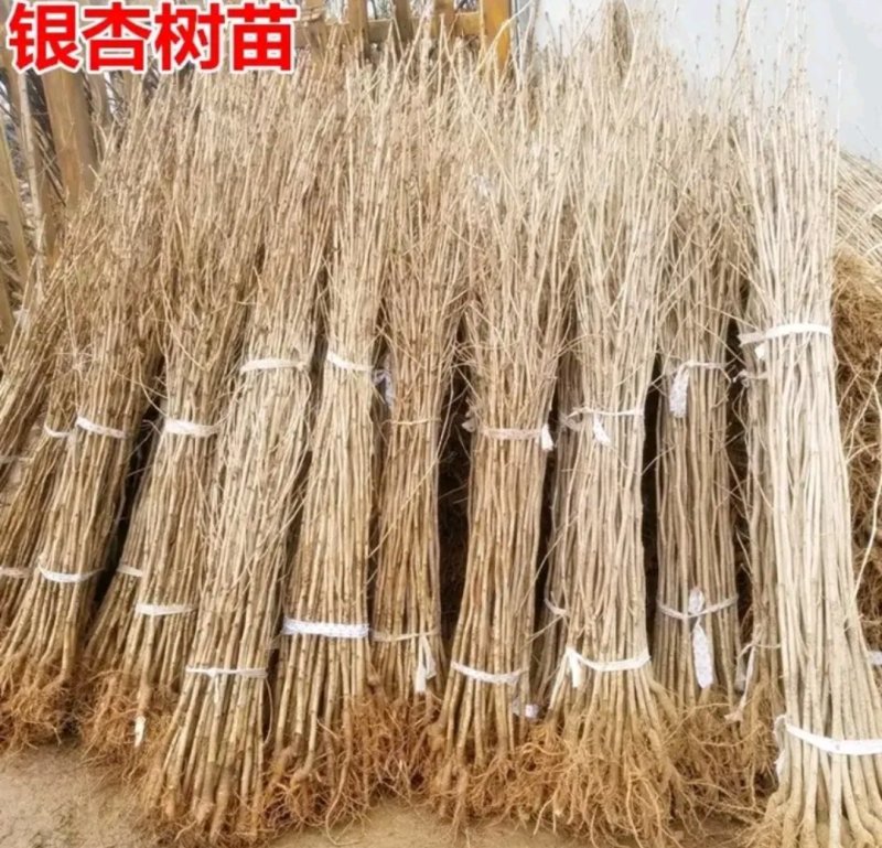 新品种结果金叶银杏苗《速生生长结果快》成活率高
