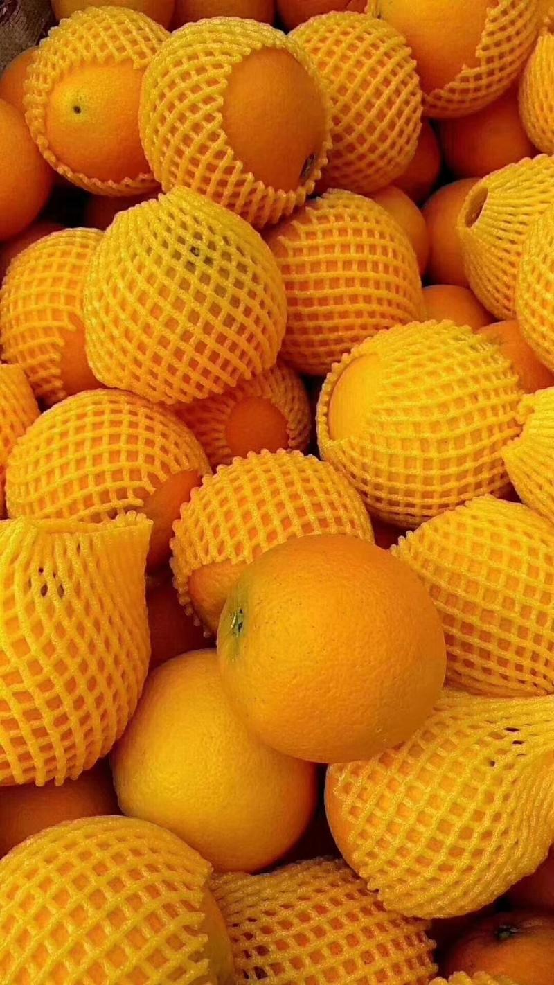 精品冰糖橙产地看货采摘，保质保量欢迎咨询订购