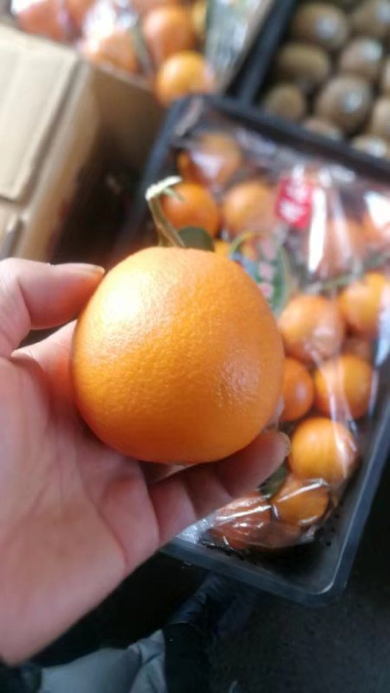 精品冰糖橙产地看货采摘，保质保量欢迎咨询订购