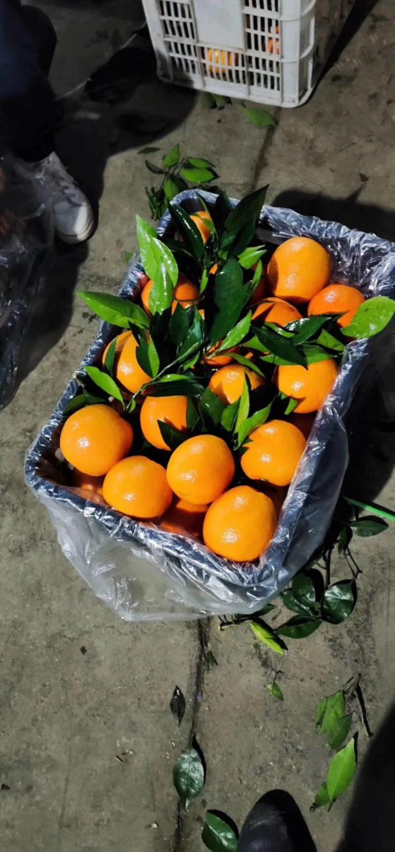 精品冰糖橙产地看货采摘，保质保量欢迎咨询订购