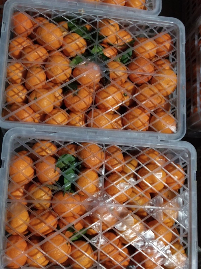 精品冰糖橙产地看货采摘，保质保量欢迎咨询订购
