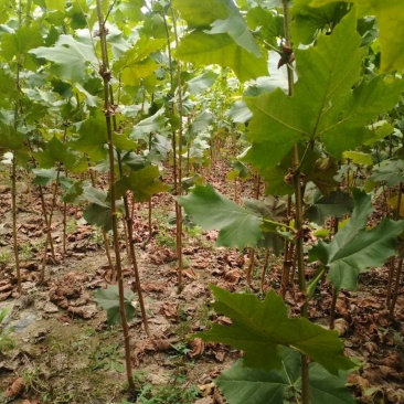 法桐树《速生生长速度快》行道树合适南方北方栽植
