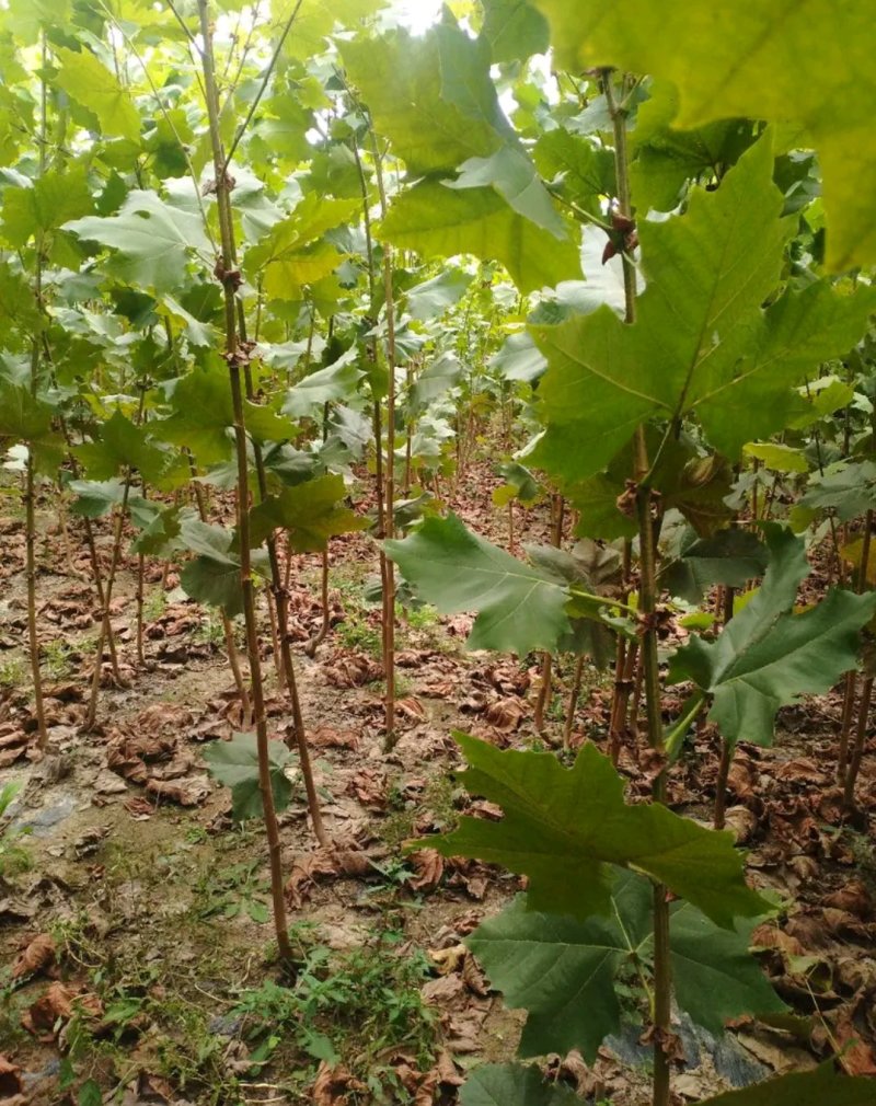 法桐树《速生生长速度快》行道树合适南方北方栽植