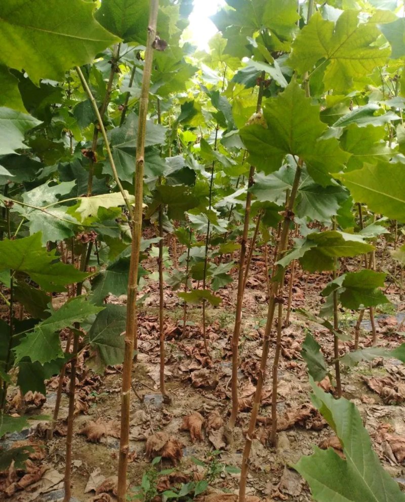 法桐树《速生生长速度快》行道树合适南方北方栽植
