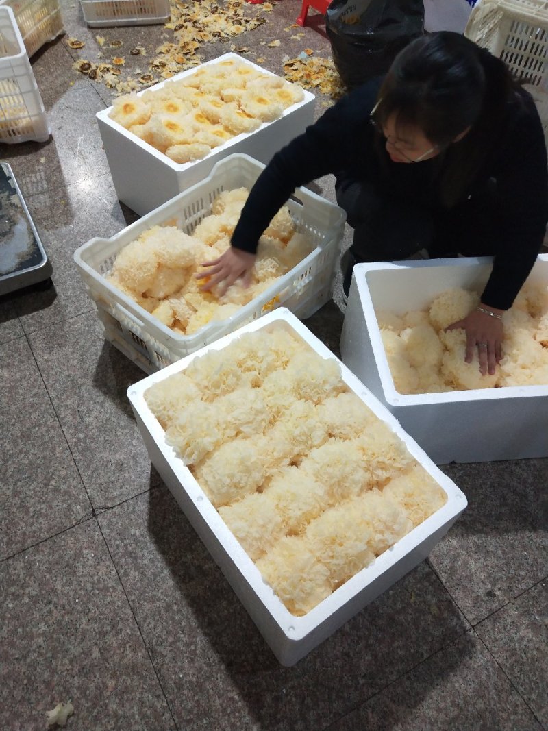古田鲜银耳一箱6朵包邮按购买数量拍否则不发货谢谢