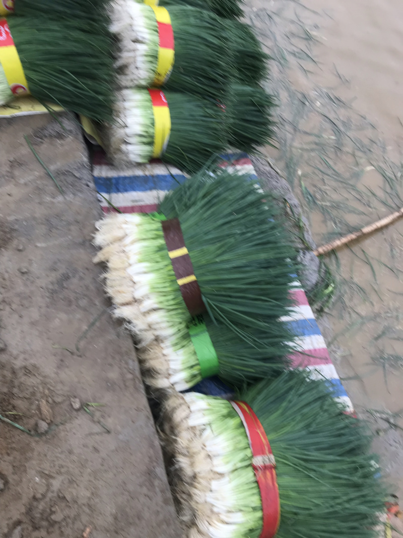 广西精品四季小葱，一手货源长期供应，产地直发可视频看货