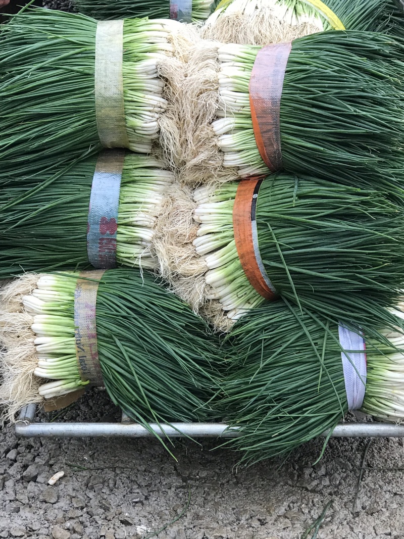 广西精品四季小葱，一手货源长期供应，产地直发可视频看货