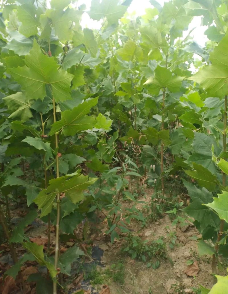 法桐苗《速生生长速度快》行道树合适南方北方栽植
