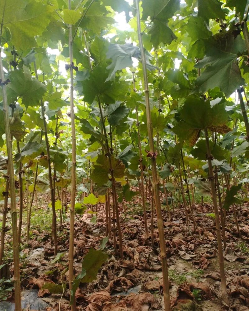 法桐苗《速生生长速度快》行道树合适南方北方栽植