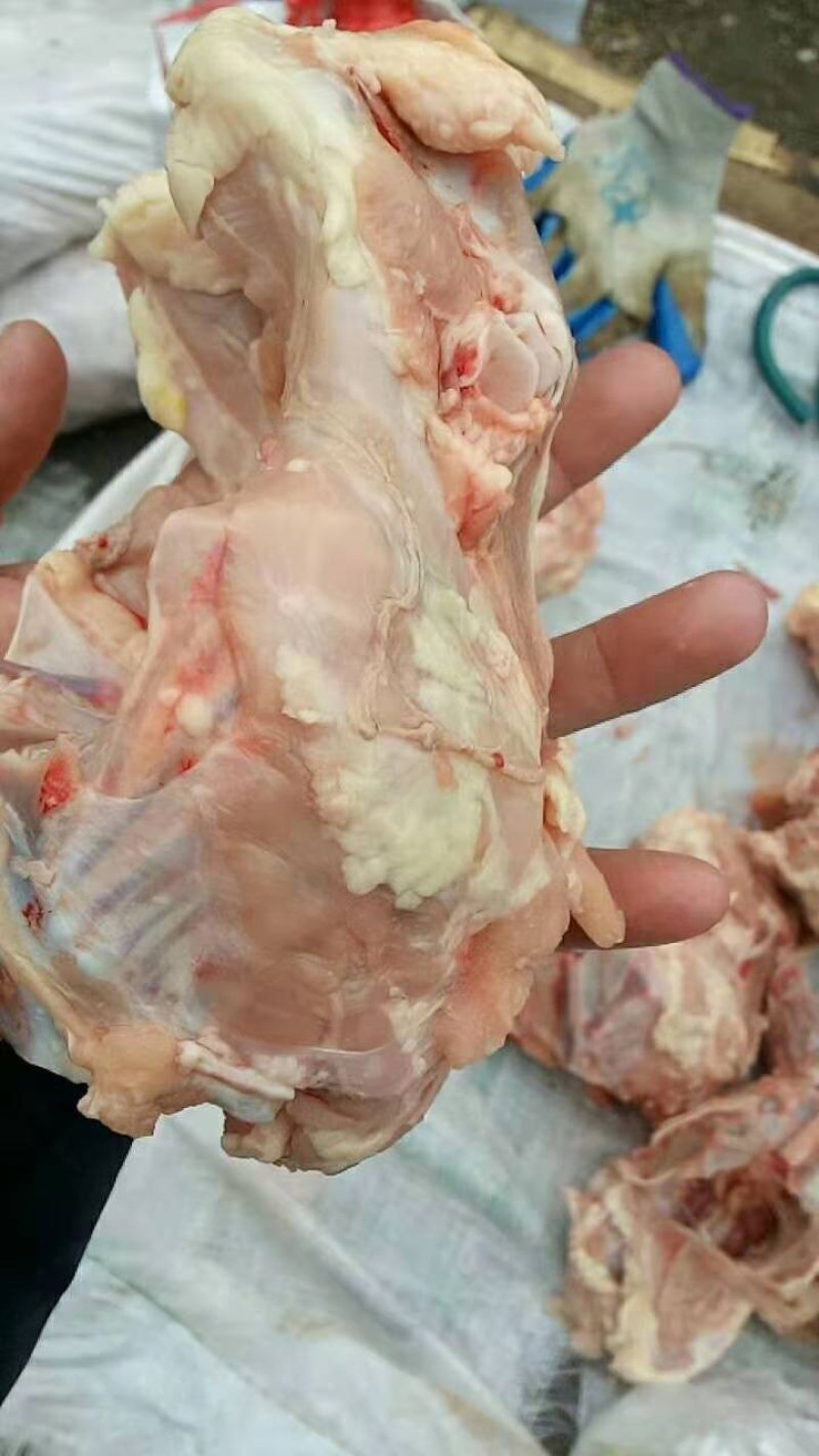 新鲜鸡骨架