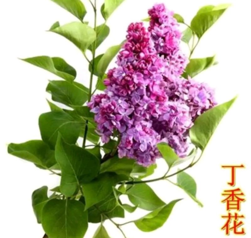 丁香苗《速生生长速度快》成活率高耐寒四季