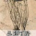 丁香苗《速生生长速度快》成活率高耐寒四季