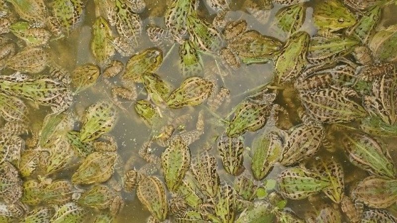 [优质]供应人工养殖青蛙苗包技术指导