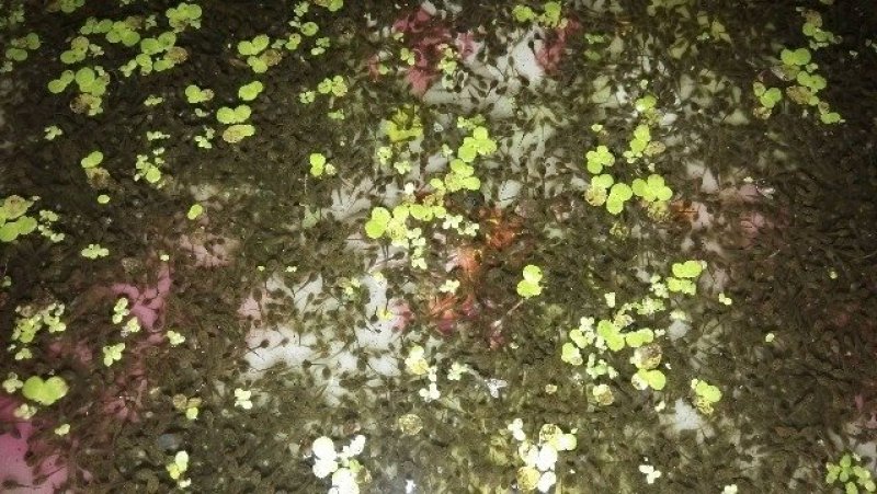 [优质]供应人工养殖青蛙苗包技术指导