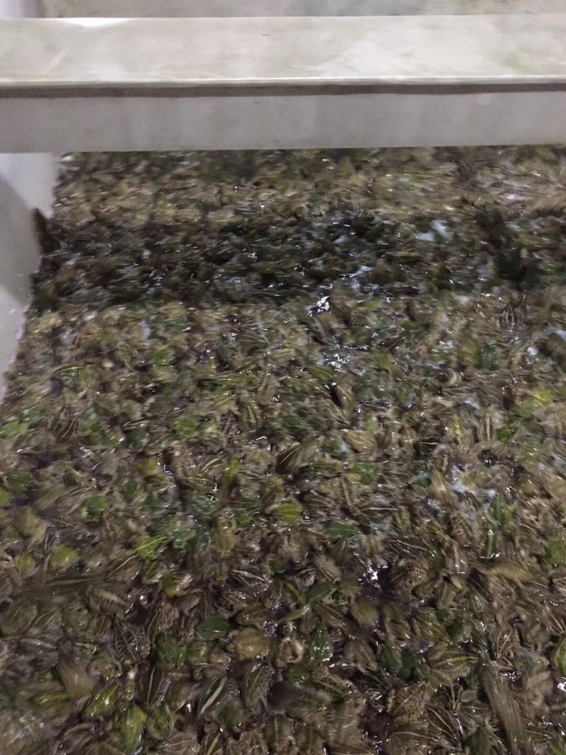 [优质]供应人工养殖青蛙苗包技术指导