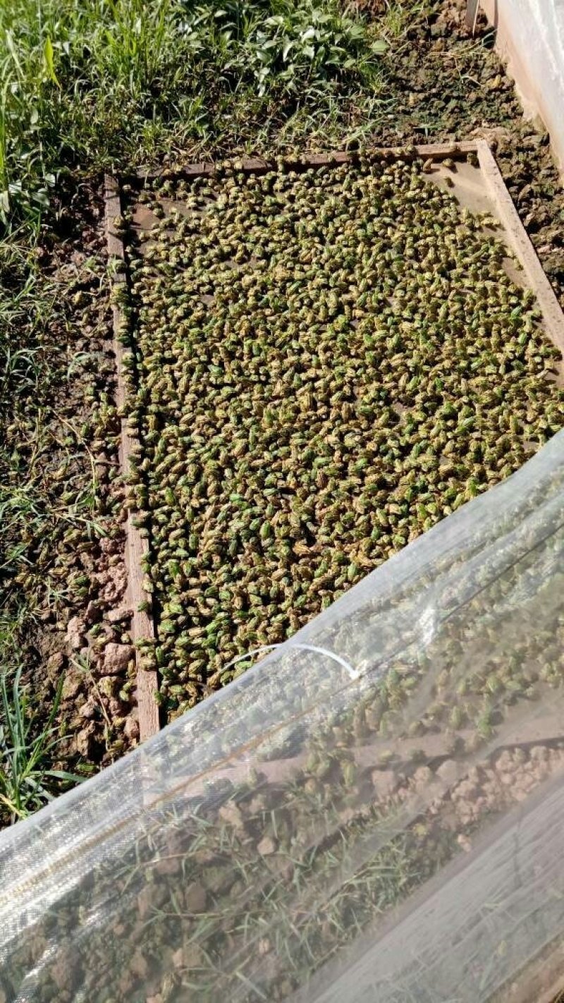 [优质]供应人工养殖青蛙苗包技术指导