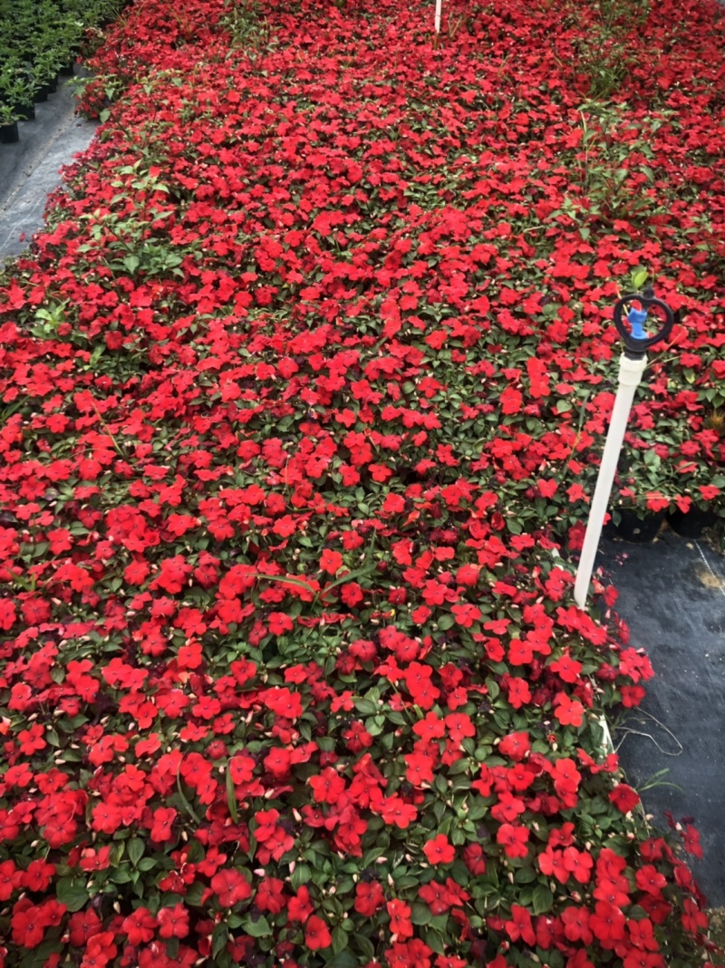 大量泥碳土时花价格优惠欢迎来购