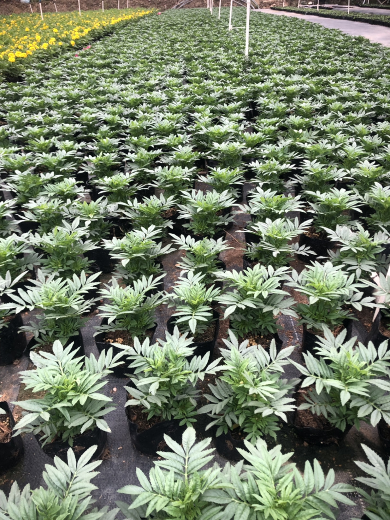大量泥碳土时花价格优惠欢迎来购