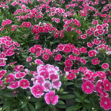 大量泥碳土时花价格优惠欢迎来购