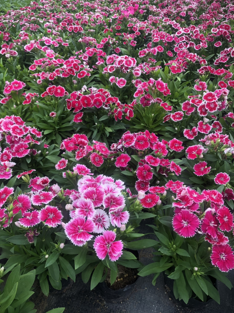 大量泥碳土时花价格优惠欢迎来购