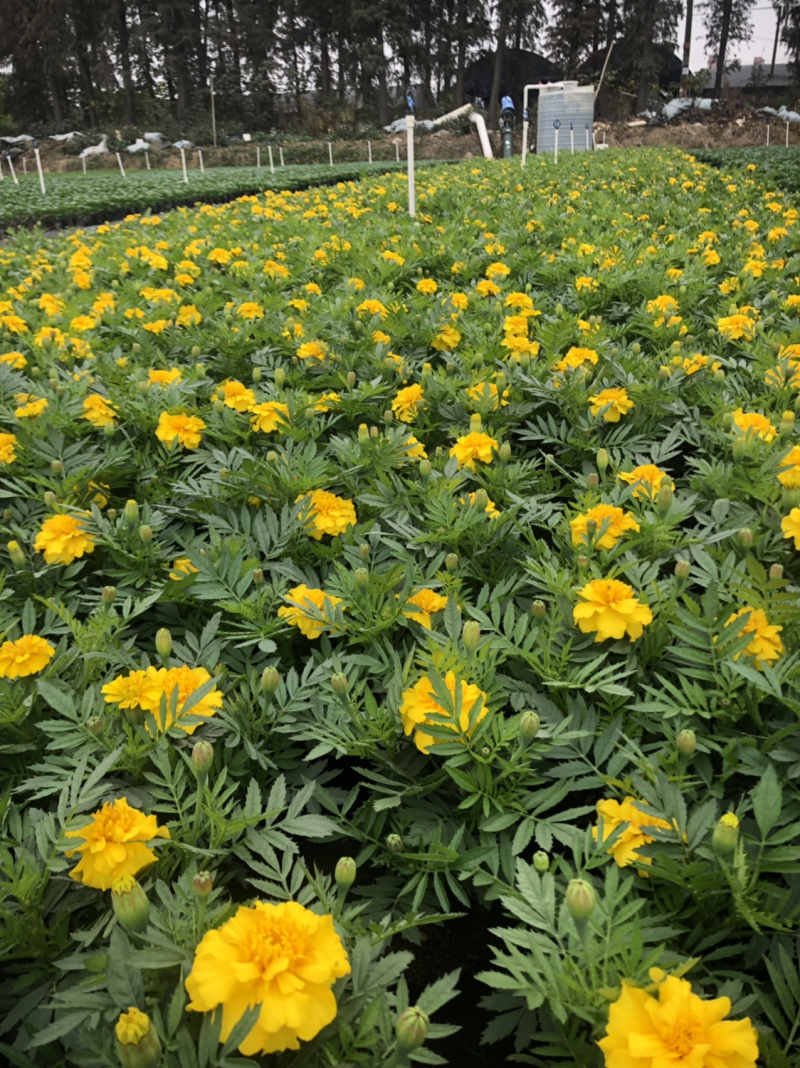 大量泥碳土时花价格优惠欢迎来购