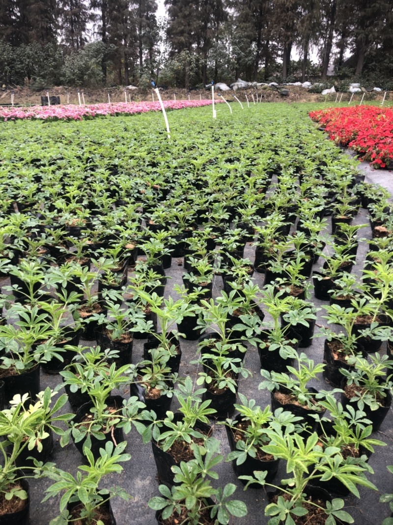 大量泥碳土时花价格优惠欢迎来购