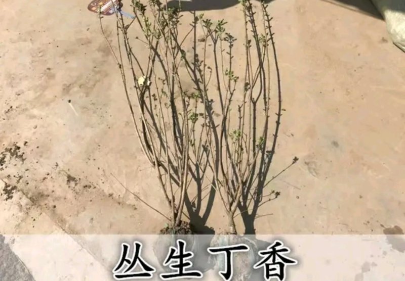 丁香树《速生生长速度快》成活率高耐寒四季！