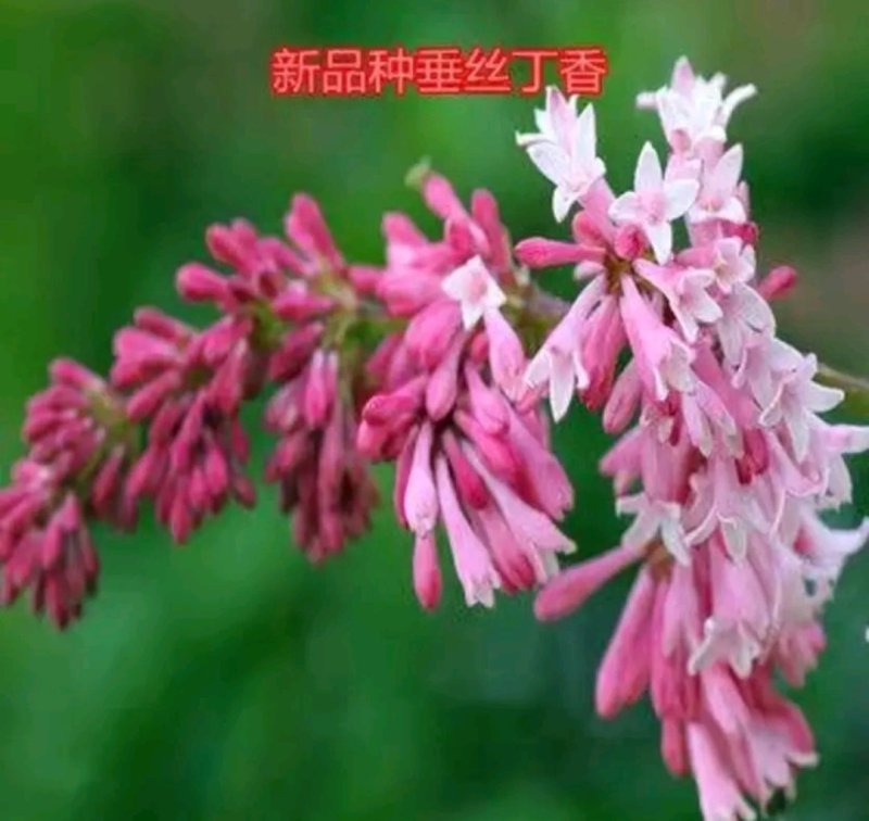 丁香树《速生生长速度快》成活率高耐寒四季！