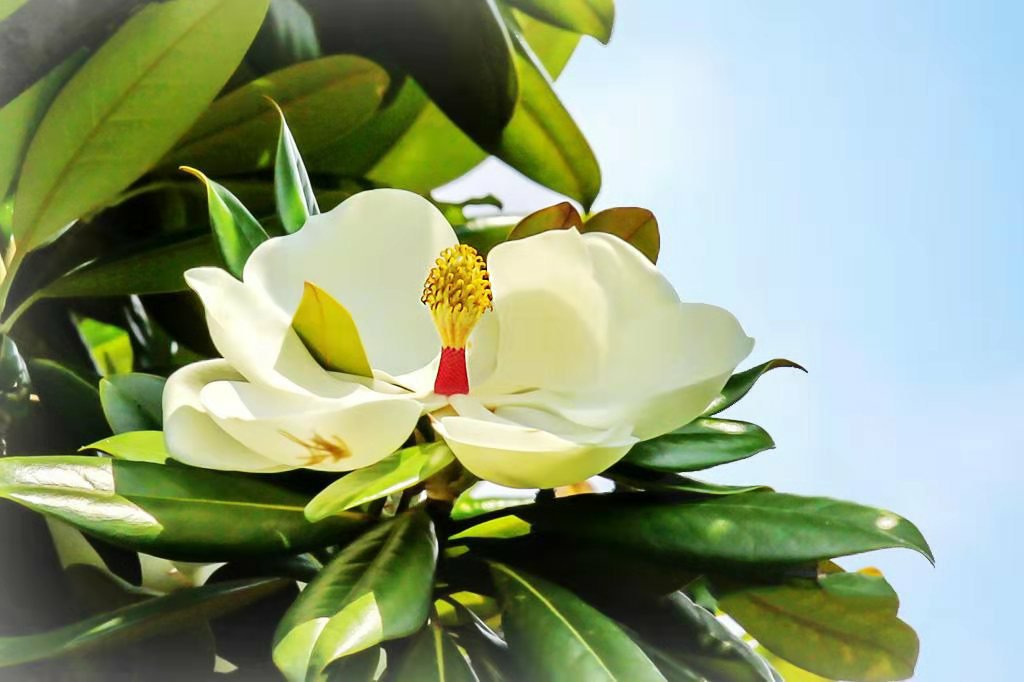 盛开的金镶玉兰花,花朵洁白中带金黄花蕊,背景为绿色园林环境 金镶玉兰花盛开图
